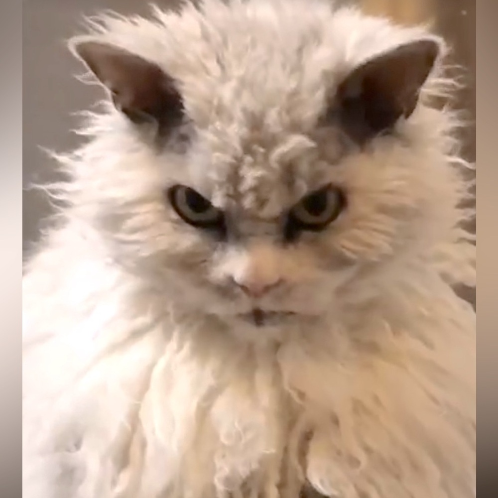 Meet your Posher, Ms Kitty